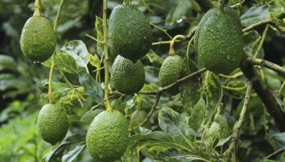 México: Aguacateros confían en mantener exportaciones a EEUU