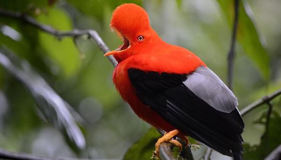 El Perú alberga una cantidad impresionante de especies que cautivan a ornitólogos y observadores de aves de todo el mundo.
