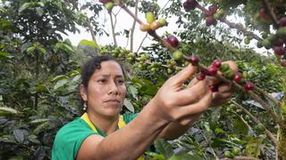 Taza de Excelencia Perú: conoce los 39 mejores cafés del país