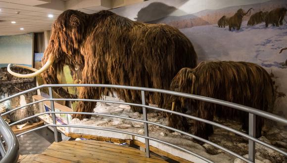 Un equipo internacional de investigadores de la Universidad de Adelaida y la Universidad de Copenhague, revelaron un 'camino' de 20.000 años hacia la extinción del mamut lanudo. (Foto: Mladen Antonov / AFP)