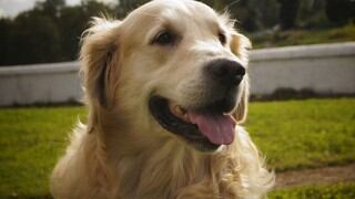 Perro ayuda a cargar las bolsas de compras de su dueña y deja en claro que es el más servicial de todos