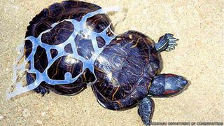 La historia de Maní, la tortuga deformada por la basura