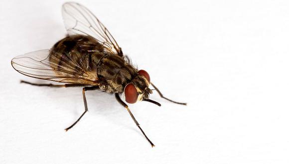 Investigadores chinos mejoran una mosca con edición genética para usarla en reciclaje. Foto: AP