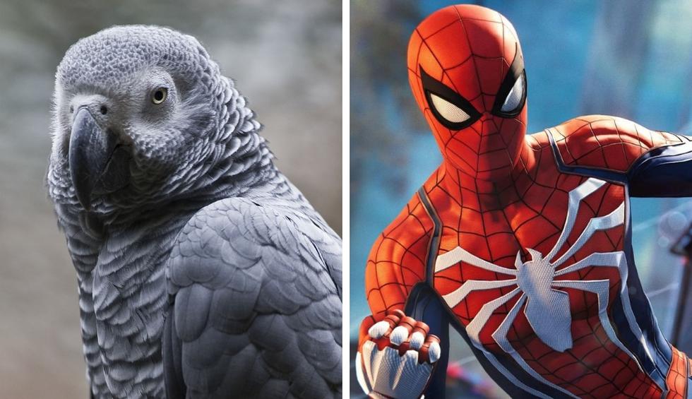 Un loro gris es comparado con Spider-Man por este singular motivo |  REDES-SOCIALES | EL COMERCIO PERÚ