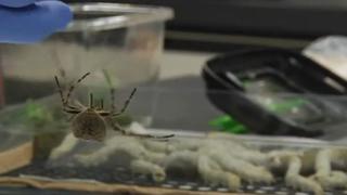 Crean una seda súper resistente con genes de arañas y gusanos