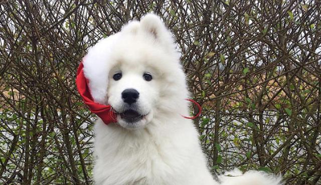 Este tierno samoyedo es toda una celebridad en las redes sociales y esta vez sorprendió con una nueva 'interpretación'. (Foto: Facebook)