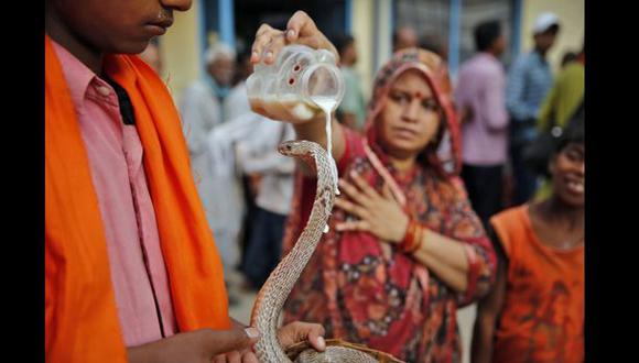 La India celebra el festival hindú de las serpientes