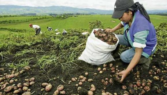 Si La Niña costera permanece hasta febrero de 2023, la seguridad alimentaria se vería amenazada debido a una mayor reducción de la producción de papa, indicó la CCL. (Foto: GEC)