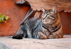 Consultorio WUF: ¿Cómo saber si tu gato tiene obesidad y cómo tratar esta enfermedad?