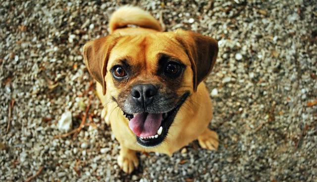 Los perros siempre sorprenden con sus travesuras, pero esta vez la protagonista del video demostró que una sonrisa lo arregla todo. (Foto: Pixabay)