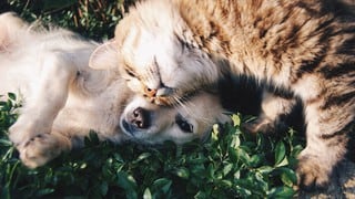 Un perro y un gato demuestran al mundo cuanto se aman con un tierno beso