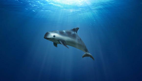 En el mar de México, la pesca ilegal fuera de control ha dejado al borde de la extinción a la pequeña vaquita marina. Foto: Greenpeace