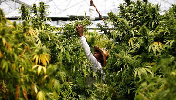 ¿La marihuana medicinal es necesaria en el país?