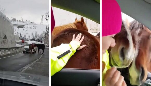 Dos caballos protagonizaron un tierno video viral en el que se les ve "repartiendo amor" en medio de una carretera. (Foto: Naturaleza en Facebook)