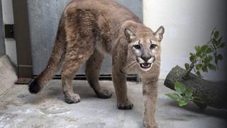 Rescatan a un puma de un departamento en Nueva York