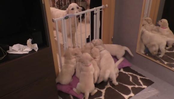Unos inquietos cachorros aprendieron sobre disciplina por parte de su veterana progenitora. (Foto: Sent From Heaven en YouTube)