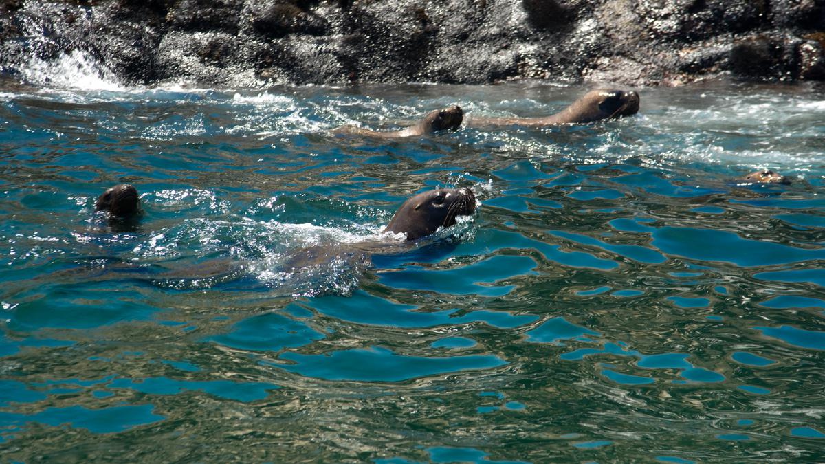 Una guía para nadar con lobos marinos en el Callao | VAMOS | EL COMERCIO  PERÚ