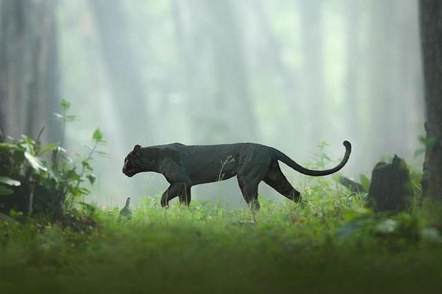 Foto 1 de 5: Las fotos virales de una pantera negra en su hábitat paralizaron a todos en el Internet. Desliza hacia la derecha para más información. (Crédito: @shaazjung en Instagram)