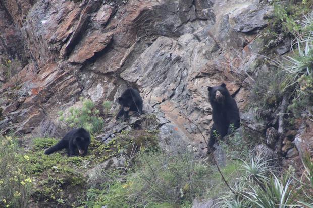 Nuevo avistamiento de familia de osos andinos en Machu Picchu. (Sernanp)
