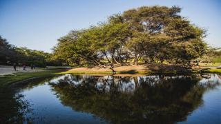 Una aventura en Bosque El Cañoncillo, el oasis escondido de Pacasmayo