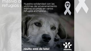 Quito condena envenenamiento en refugios de animales que dejó 20 perros muertos