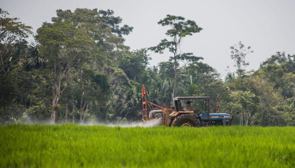 DEFORESTACIÓN. Campos de cultivo sobre territorio que ha sido bosque primario. Foto: Sebastian Castañeda.