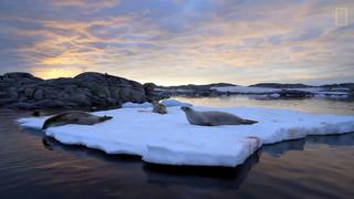 Documental La Península Antártica se estrenó en National Geographic