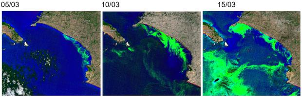 Imágenes obtenidas en el explorador de imágenes de satélite CopernicusEU (índice Aquatic Plant Index). En las imágenes del 5 al 15 de marzo de 2024, se detecta la proliferación de algas de Lima a Cañete.