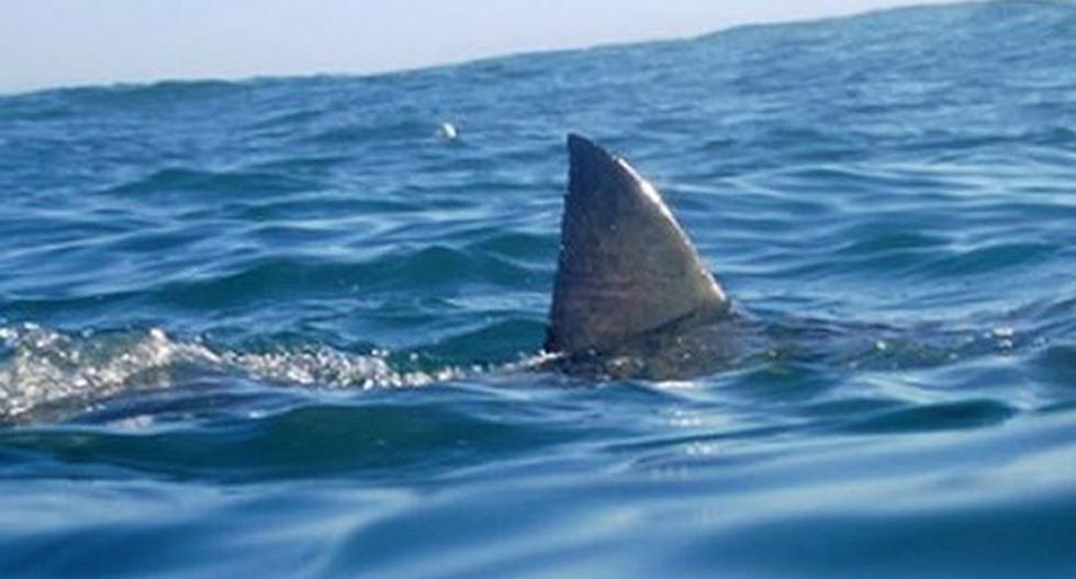 Científicos españoles descubren un tiburón bicéfalo en el Mediterráneo. (Foto: pixabay)