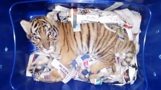 Facebook: dramático hallazgo de pequeño tigre de bengala en encomienda