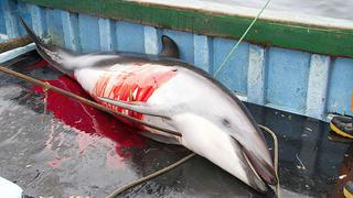 La fiscalía de Ilo investiga la matanza de delfines