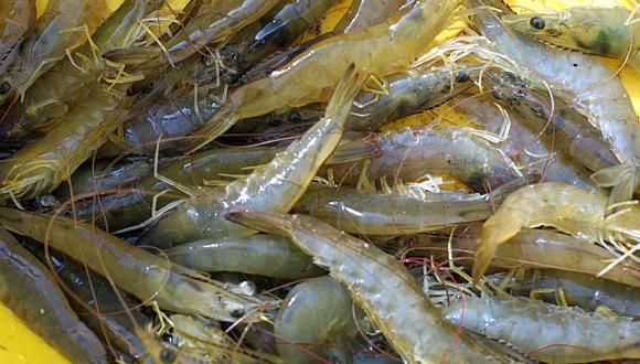 El Produce estima que la exportación de langostino a China podría alcanzar los US$800 millones en el mediano plazo. (Foto: El Comercio)