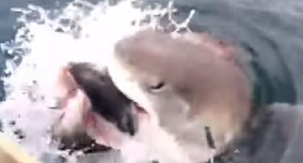Este tiburón sorprendió a los tripulantes de un barco. (Foto: Captura)