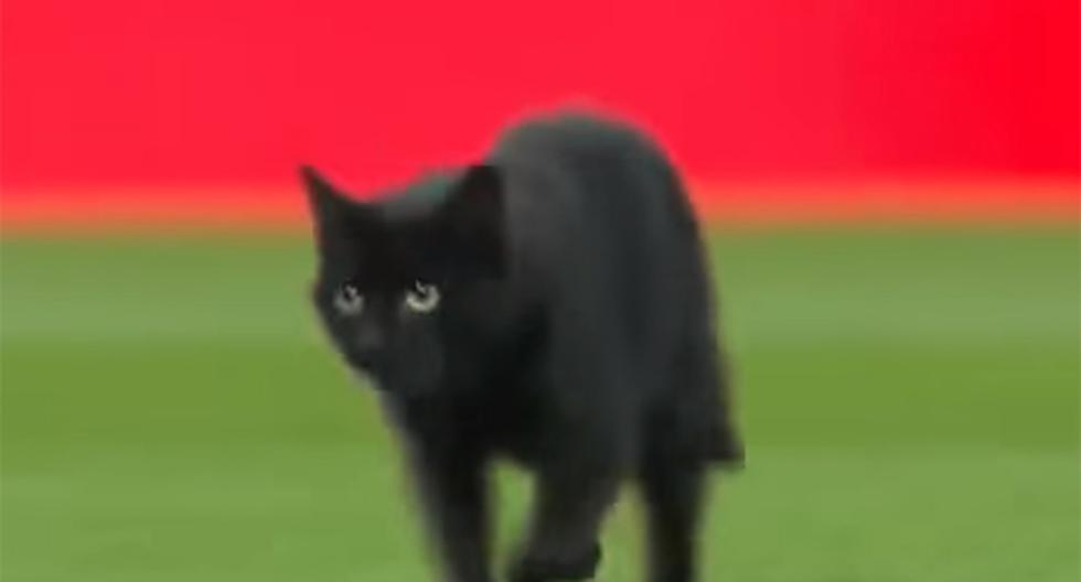 Un hecho curioso sucedió en la previa del partido Liverpool vs Manchester United. Un gato negro se apareció en pleno campo de Anfield Road antes del encuentro. (Foto: Captura - YouTube)
