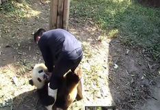 YouTube: Adorable oso panda intenta escapar sin éxito (VIDEO)