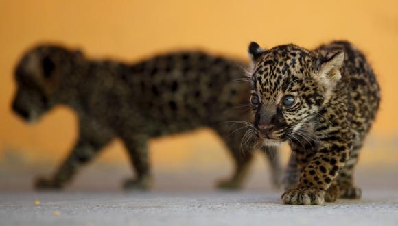 De los 55.000 jaguares que se estima existen en Brasil, 40.000 se encuentran en la Amazonia, de acuerdo con el Instituto Chico Mendes de Conservación y Biodiversidad. (Referencial Reuters)