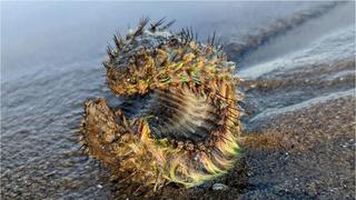 ¿Cuál es la extraña criatura que un joven halló en una playa de Escocia? Pensó que era de otro mundo