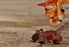 Ratón deja en ridículo a un gato que intentó cazarlo primero sin pensar que los roles se invertirían 