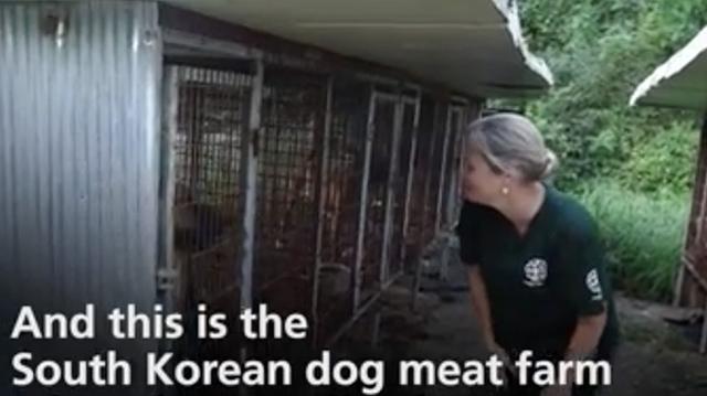 Corea del Sur cerrará mercado que vende carne de perro - 3