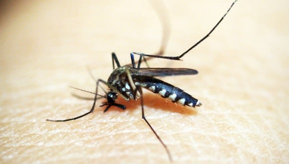 Ahuyenta los mosquitos de tu casa con estos remedios caseros. | Foto de <a href="https://www.pexels.com/es-es/foto/animal-negro-insecto-macro-169357/" target="_blank">icon0.com</a>