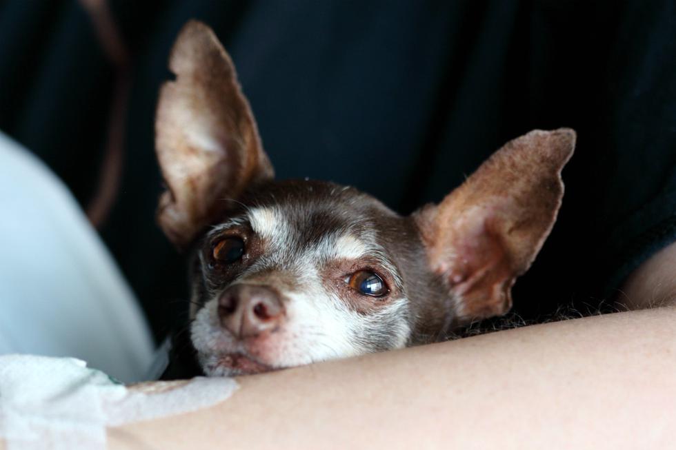 Sabemos que siempre buscas lo mejor para tu mascota, pero existen situaciones que pueden ser difíciles de prever, como cuando ha sido envenenado. (Foto: Pexels)