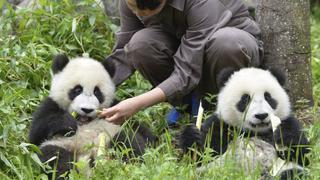 Los pandas madrileños Po y De De ya están en China, su nuevo hogar