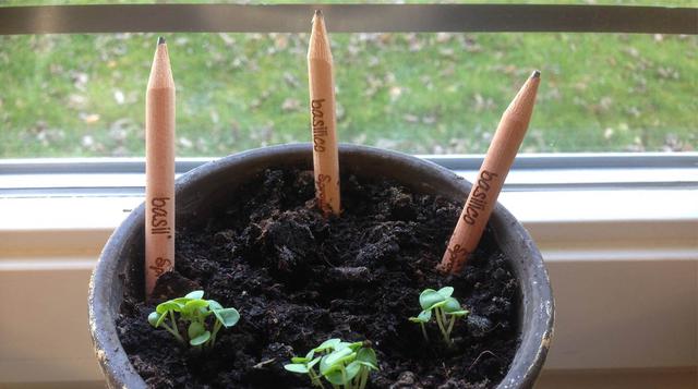 Obtén hermosas plantas al 'sembrar' los lápices Sprout - 1
