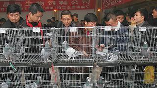 China, el país donde una paloma puede valer más de US$350 mil