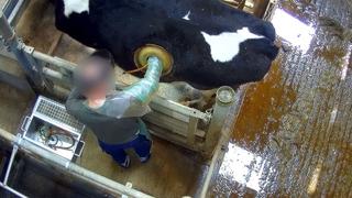 Vacas con agujeros en el lomo: vuelve el escándalo a la ganadería de Francia