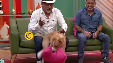 Perrito que interpreta a "Vaguito" se emociona y rompe cojín durante una entrevista en TV Perú