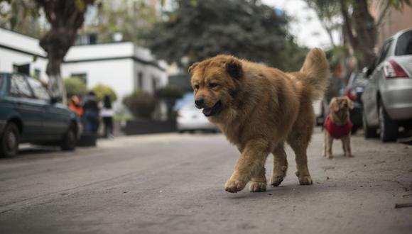 El proyecto para rescatar a las mascotas que viven en las calles fue planeado durante el programa Gobernando con el Vecino. (GEC)