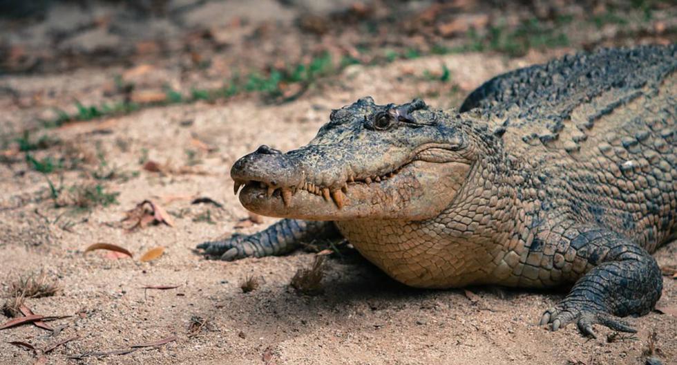 Cazador novato captura sin querer al cocodrilo más grande de la historia |  LAPRENSA 
