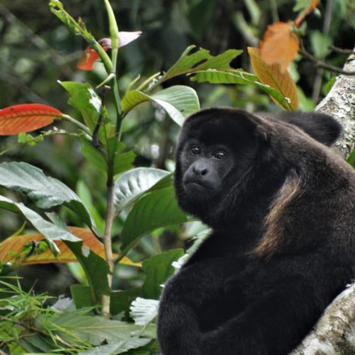Mono machín de Tumbes es uno de los primates más amenazados del mundo, Noticias