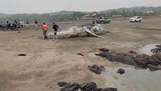 Hallan una ballena joroba muerta en una playa del Pacífico de Nicaragua